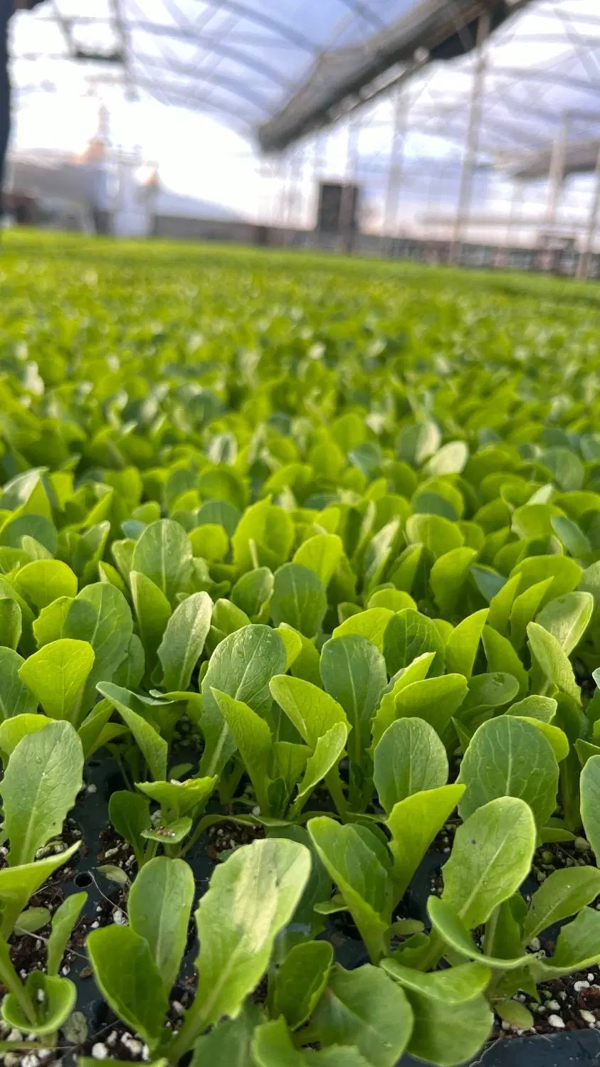 ظرفیت پذیرش سفارش تولید نشای فصل در دزفول
