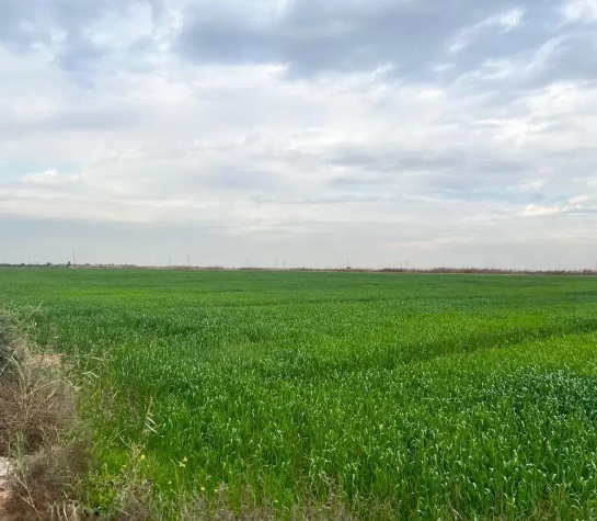 زمین کشاورزی اهواز